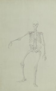 Human Skeleton, Anterior View, Right Arm Outstretched, illustration from 